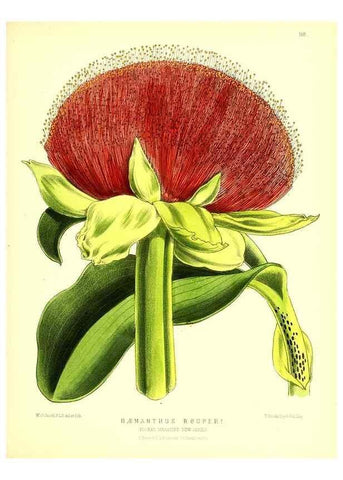 Reproducción/Reproduction 49679324823: The floral magazine;. London,L. Reeve & Co.. 