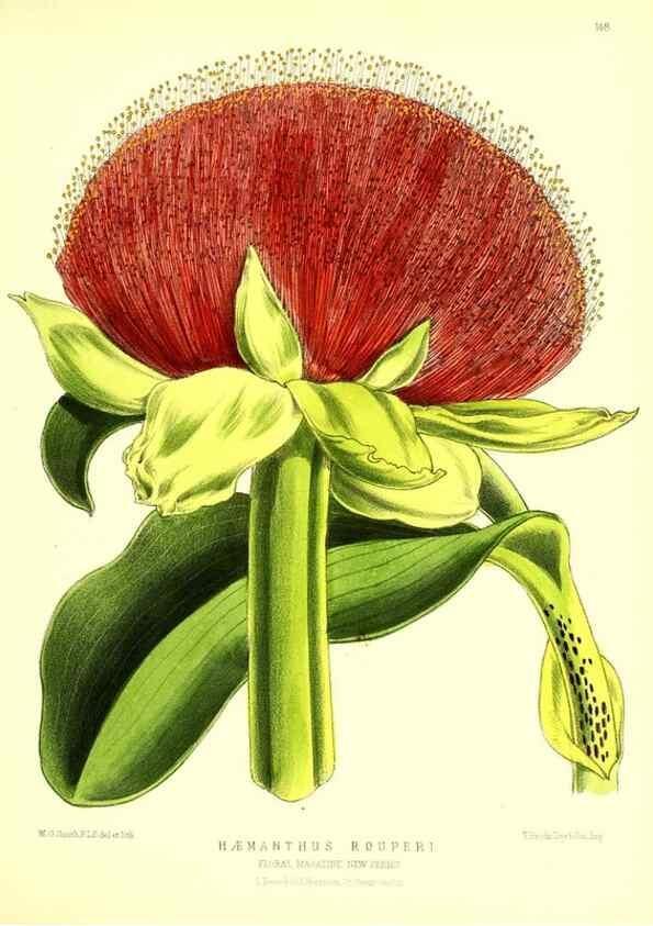 Reproducción/Reproduction 49679324823: The floral magazine;. London,L. Reeve & Co.. 