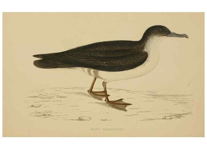 Reproducción/Reproduction 49678923443: A history of British birds.. London,Groombridge and Sons,[1862?-1867?]. 
