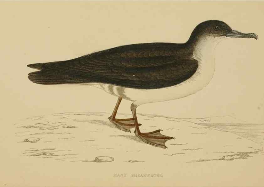Reproducción/Reproduction 49678923443: A history of British birds.. London,Groombridge and Sons,[1862?-1867?]. 