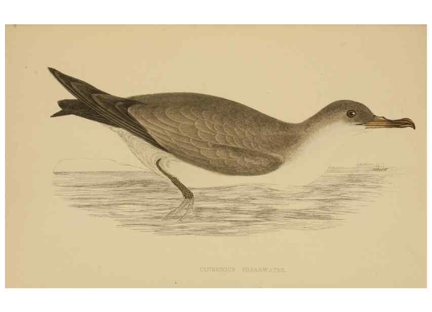Reproducción/Reproduction 49679744127: A history of British birds.. London,Groombridge and Sons,[1862?-1867?]. 