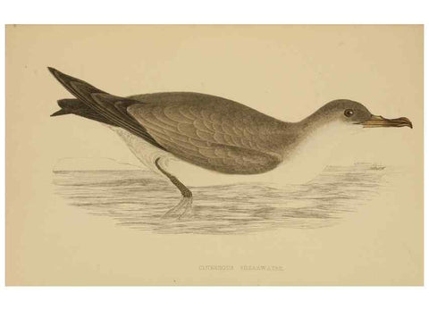 Reproducción/Reproduction 49679744127: A history of British birds.. London,Groombridge and Sons,[1862?-1867?]. 
