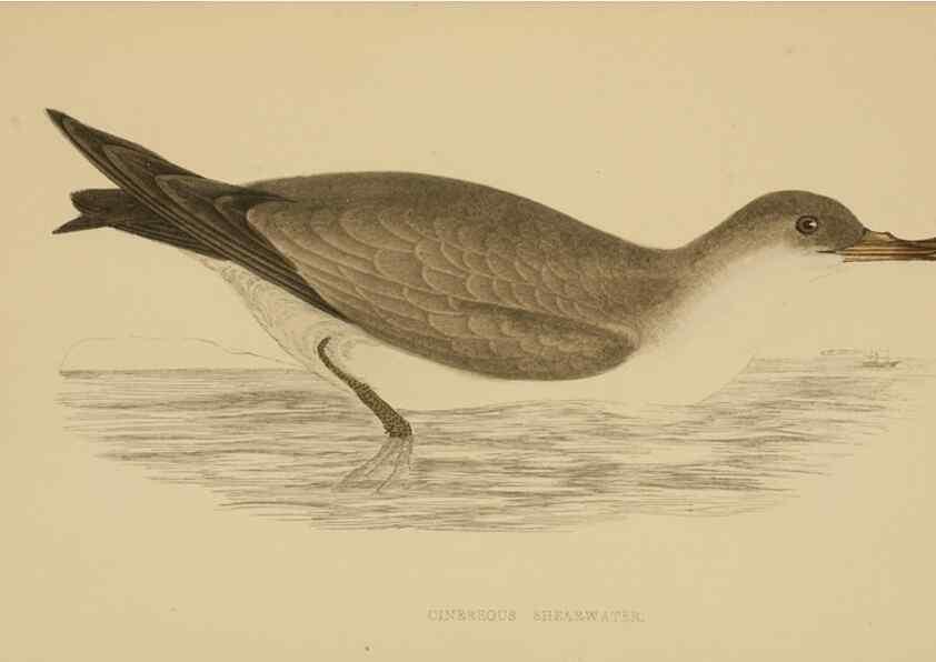 Reproducción/Reproduction 49679744127: A history of British birds.. London,Groombridge and Sons,[1862?-1867?]. 