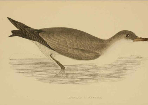 Reproducción/Reproduction 49679744127: A history of British birds.. London,Groombridge and Sons,[1862?-1867?]. 
