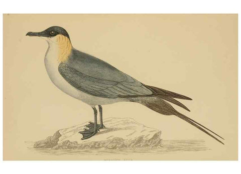 Reproducción/Reproduction 49679453831: A history of British birds.. London,Groombridge and Sons,[1862?-1867?]. 