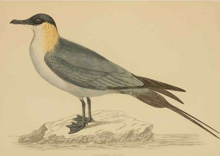 Reproducción/Reproduction 49679453831: A history of British birds.. London,Groombridge and Sons,[1862?-1867?]. 