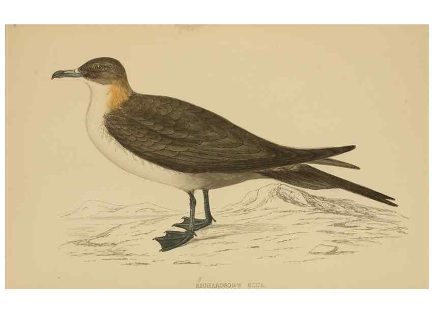 Reproducción/Reproduction 49679453576: A history of British birds.. London,Groombridge and Sons,[1862?-1867?]. 
