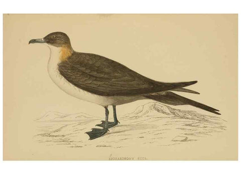 Reproducción/Reproduction 49679453576: A history of British birds.. London,Groombridge and Sons,[1862?-1867?]. 