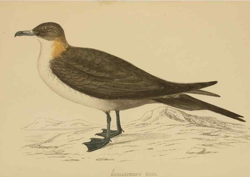 Reproducción/Reproduction 49679453576: A history of British birds.. London,Groombridge and Sons,[1862?-1867?]. 