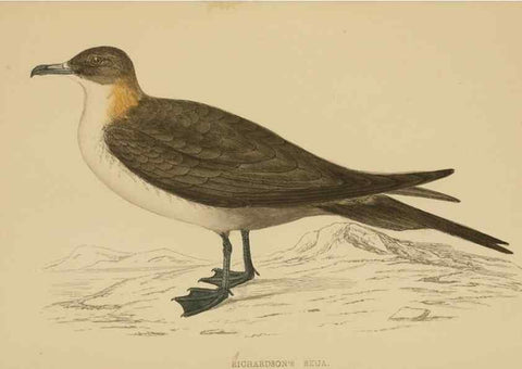 Reproducción/Reproduction 49679453576: A history of British birds.. London,Groombridge and Sons,[1862?-1867?]. 