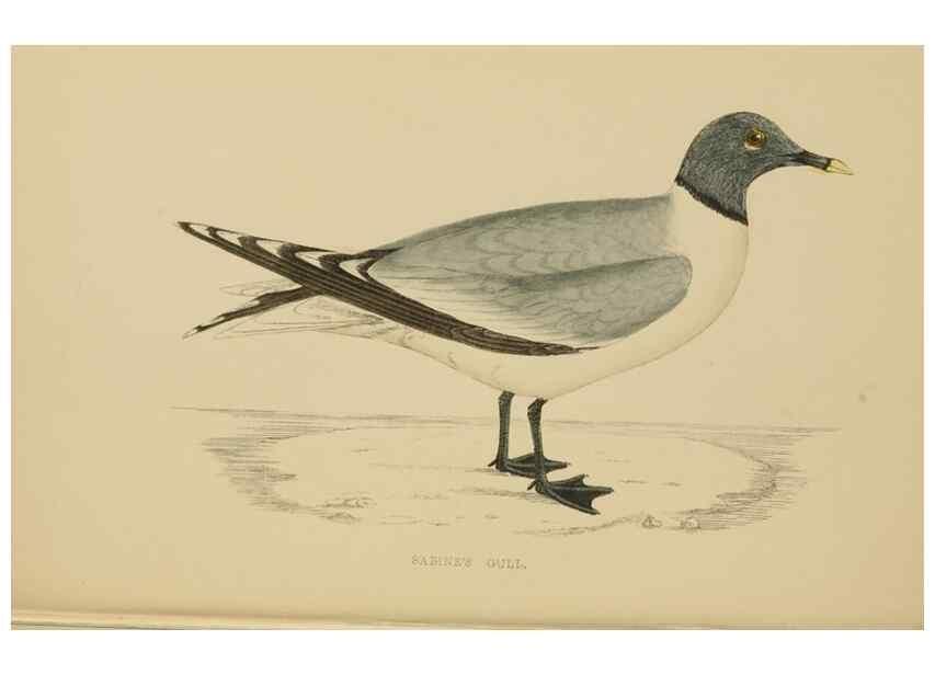 Reproducción/Reproduction 49679740117: A history of British birds.. London,Groombridge and Sons,[1862?-1867?]. 