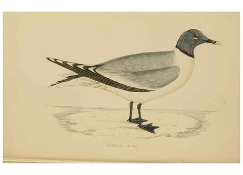 Reproducción/Reproduction 49679740117: A history of British birds.. London,Groombridge and Sons,[1862?-1867?]. 