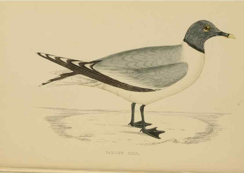 Reproducción/Reproduction 49679740117: A history of British birds.. London,Groombridge and Sons,[1862?-1867?]. 
