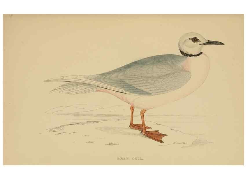 Reproducción/Reproduction 49678919433: A history of British birds.. London,Groombridge and Sons,[1862?-1867?]. 