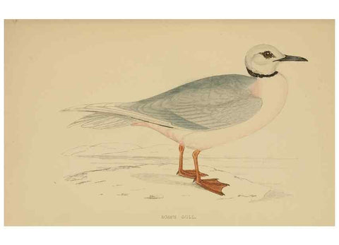 Reproducción/Reproduction 49678919433: A history of British birds.. London,Groombridge and Sons,[1862?-1867?]. 