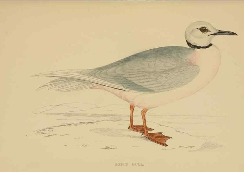 Reproducción/Reproduction 49678919433: A history of British birds.. London,Groombridge and Sons,[1862?-1867?]. 