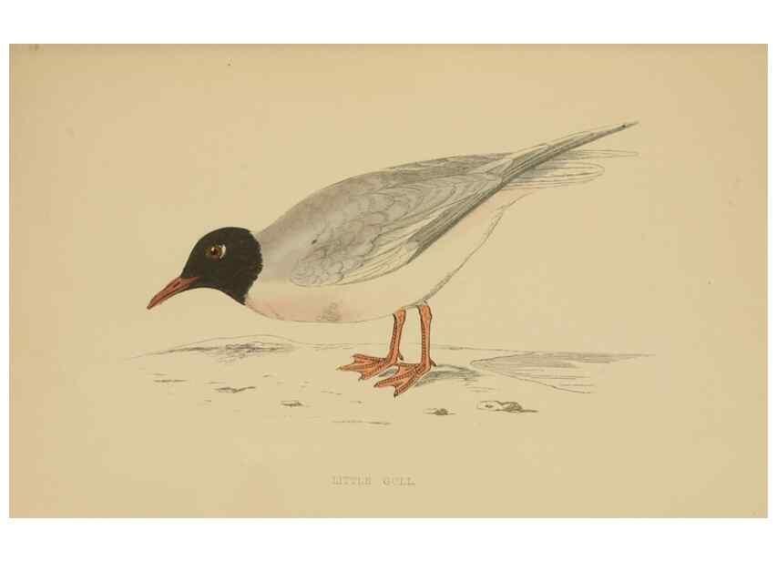 Reproducción/Reproduction 49679450476: A history of British birds.. London,Groombridge and Sons,[1862?-1867?]. 