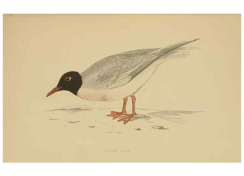 Reproducción/Reproduction 49679450476: A history of British birds.. London,Groombridge and Sons,[1862?-1867?]. 