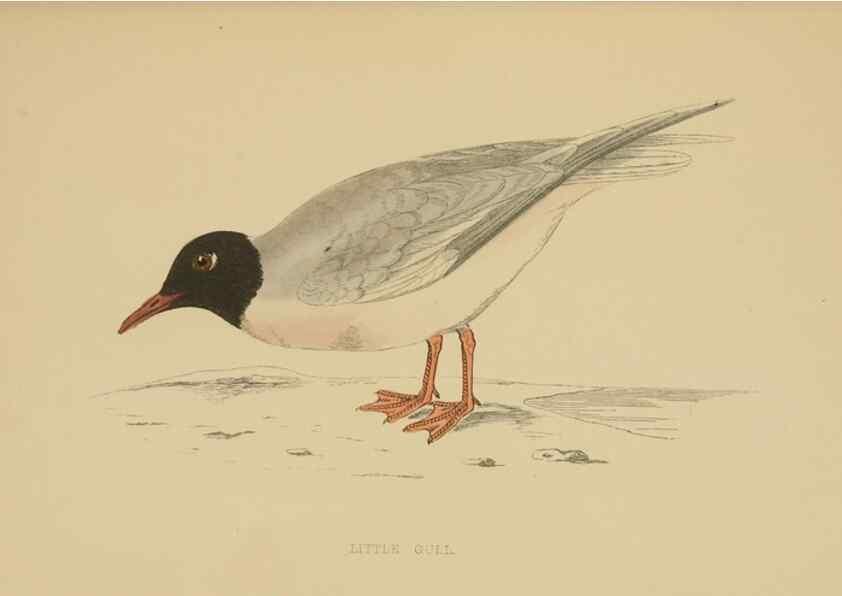 Reproducción/Reproduction 49679450476: A history of British birds.. London,Groombridge and Sons,[1862?-1867?]. 