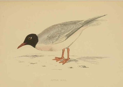 Reproducción/Reproduction 49679450476: A history of British birds.. London,Groombridge and Sons,[1862?-1867?]. 