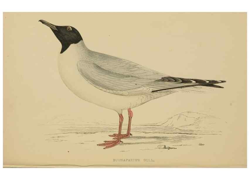 Reproducción/Reproduction 49679740737: A history of British birds.. London,Groombridge and Sons,[1862?-1867?]. 