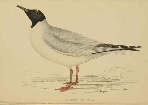 Reproducción/Reproduction 49679740737: A history of British birds.. London,Groombridge and Sons,[1862?-1867?]. 