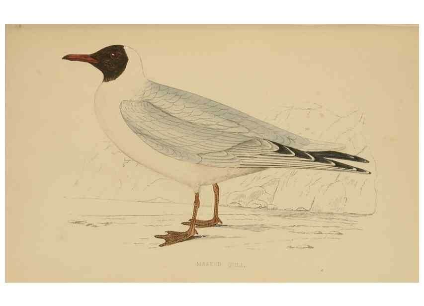 Reproducción/Reproduction 49679450871: A history of British birds.. London,Groombridge and Sons,[1862?-1867?]. 