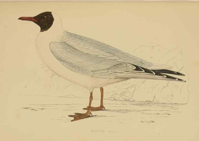 Reproducción/Reproduction 49679450871: A history of British birds.. London,Groombridge and Sons,[1862?-1867?]. 