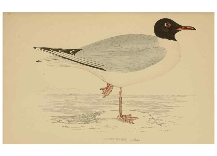 Reproducción/Reproduction 49679741117: A history of British birds.. London,Groombridge and Sons,[1862?-1867?]. 