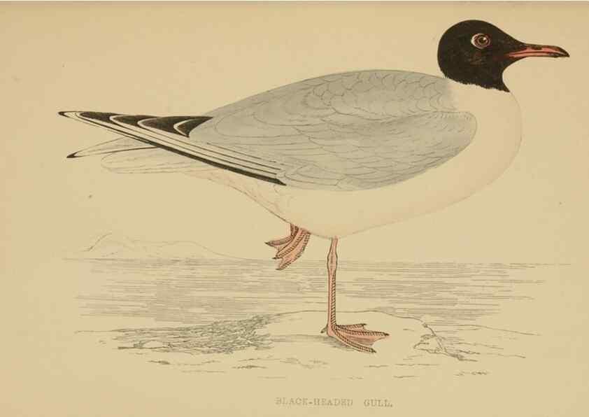 Reproducción/Reproduction 49679741117: A history of British birds.. London,Groombridge and Sons,[1862?-1867?]. 