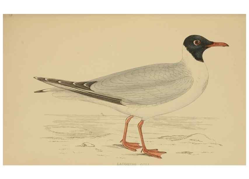 Reproducción/Reproduction 49679741307: A history of British birds.. London,Groombridge and Sons,[1862?-1867?]. 