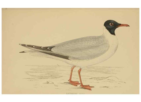 Reproducción/Reproduction 49679741307: A history of British birds.. London,Groombridge and Sons,[1862?-1867?]. 