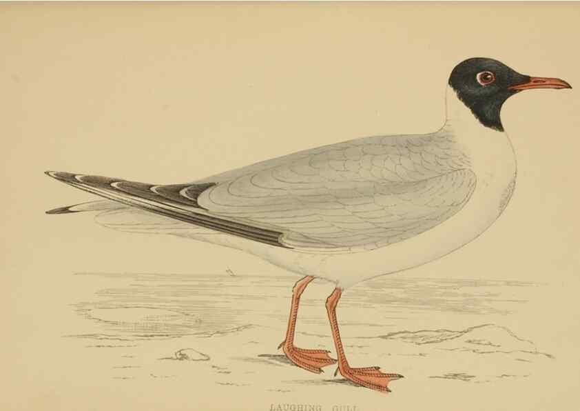 Reproducción/Reproduction 49679741307: A history of British birds.. London,Groombridge and Sons,[1862?-1867?]. 