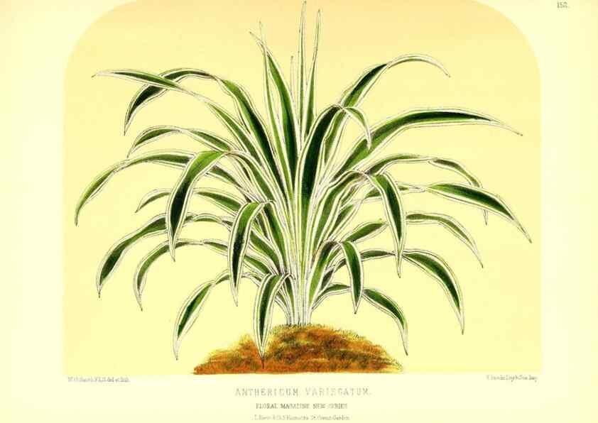 Reproducción/Reproduction 49680145737: The floral magazine;. London,L. Reeve & Co.. 