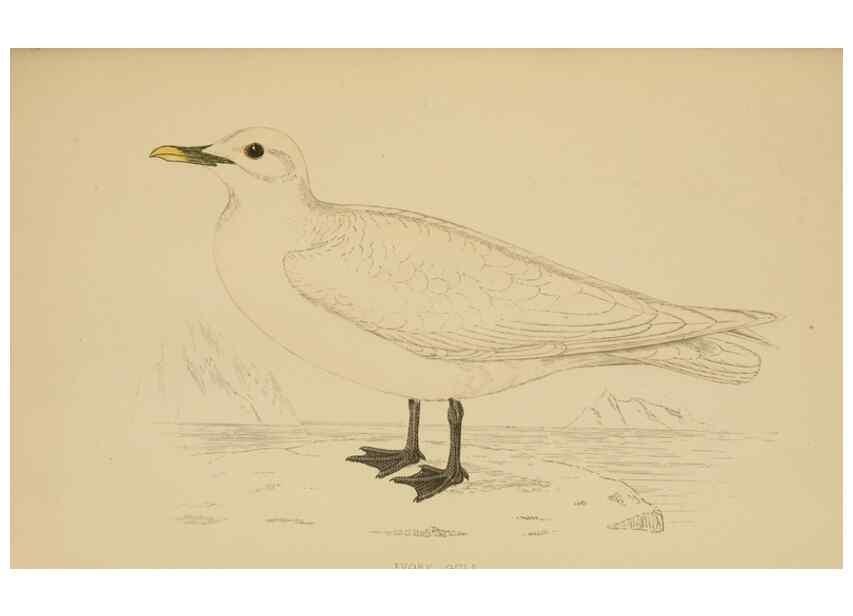 Reproducción/Reproduction 49679741497: A history of British birds.. London,Groombridge and Sons,[1862?-1867?]. 