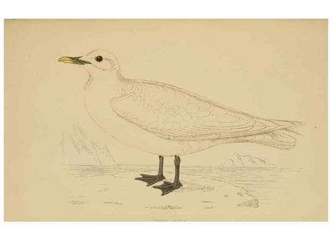 Reproducción/Reproduction 49679741497: A history of British birds.. London,Groombridge and Sons,[1862?-1867?]. 