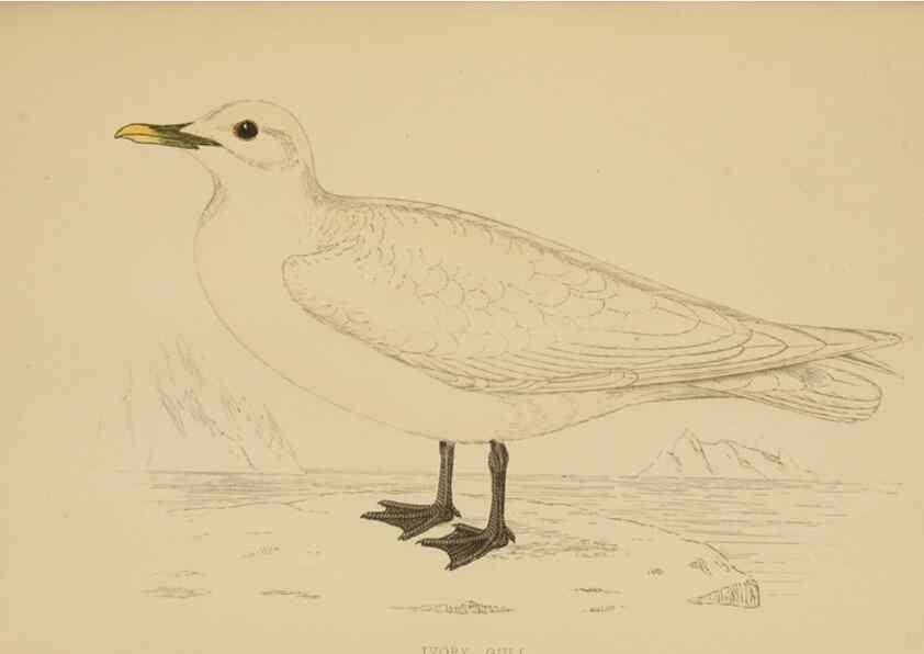 Reproducción/Reproduction 49679741497: A history of British birds.. London,Groombridge and Sons,[1862?-1867?]. 