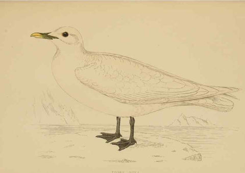 Reproducción/Reproduction 49679741497: A history of British birds.. London,Groombridge and Sons,[1862?-1867?]. 