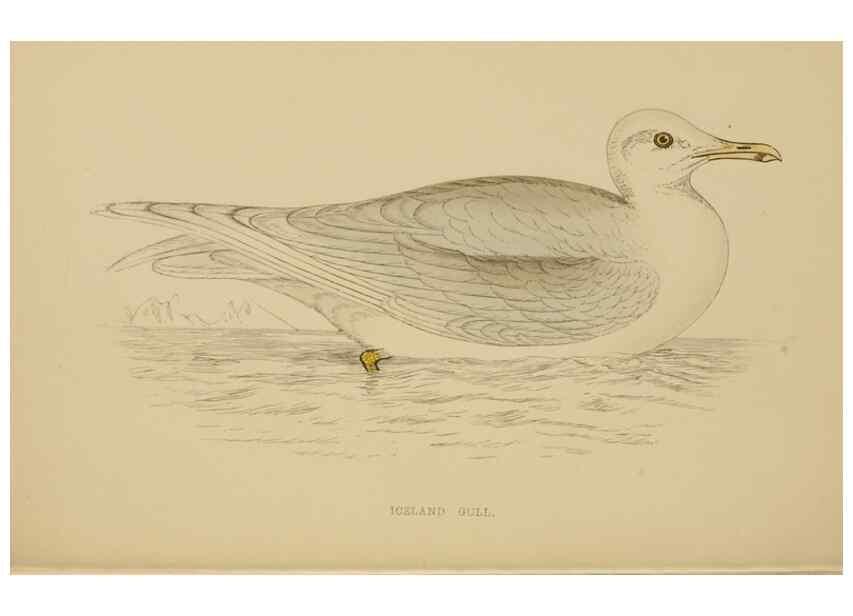 Reproducción/Reproduction 49679741882: A history of British birds.. London,Groombridge and Sons,[1862?-1867?]. 
