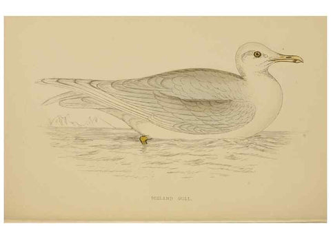Reproducción/Reproduction 49679741882: A history of British birds.. London,Groombridge and Sons,[1862?-1867?]. 