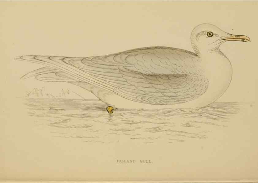 Reproducción/Reproduction 49679741882: A history of British birds.. London,Groombridge and Sons,[1862?-1867?]. 