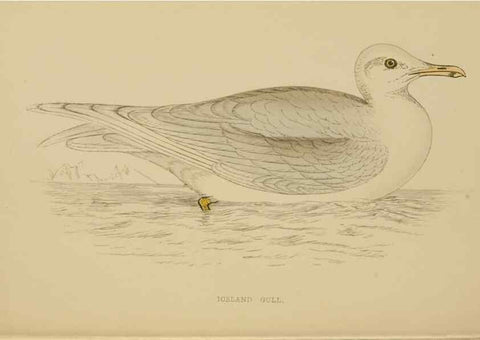 Reproducción/Reproduction 49679741882: A history of British birds.. London,Groombridge and Sons,[1862?-1867?]. 
