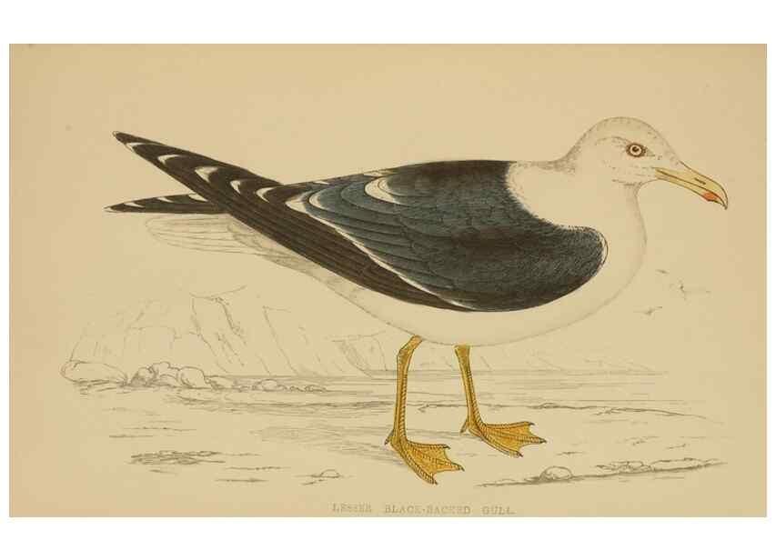 Reproducción/Reproduction 49679742177: A history of British birds.. London,Groombridge and Sons,[1862?-1867?]. 