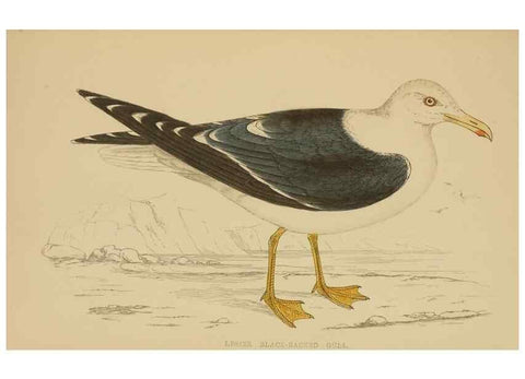 Reproducción/Reproduction 49679742177: A history of British birds.. London,Groombridge and Sons,[1862?-1867?]. 