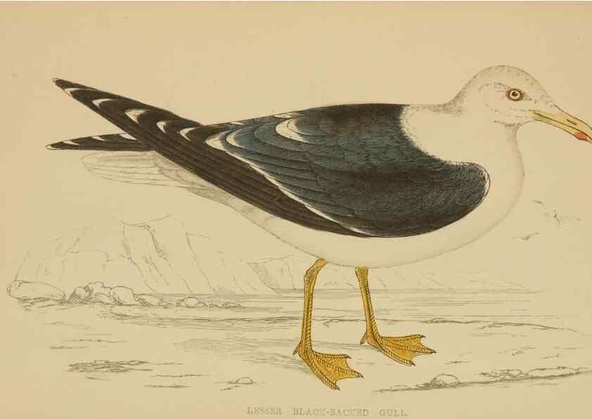 Reproducción/Reproduction 49679742177: A history of British birds.. London,Groombridge and Sons,[1862?-1867?]. 