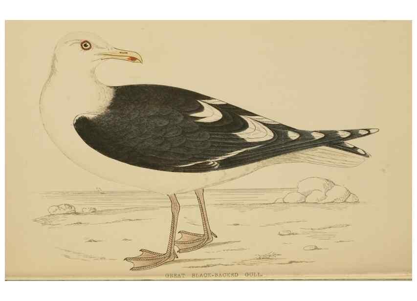 Reproducción/Reproduction 49678921453: A history of British birds.. London,Groombridge and Sons,[1862?-1867?]. 