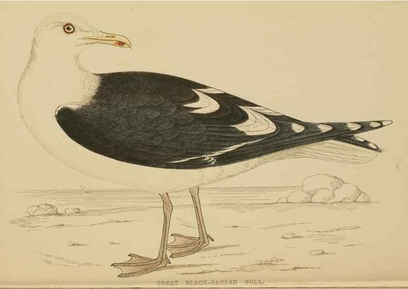Reproducción/Reproduction 49678921453: A history of British birds.. London,Groombridge and Sons,[1862?-1867?]. 