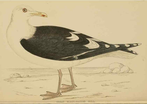 Reproducción/Reproduction 49678921453: A history of British birds.. London,Groombridge and Sons,[1862?-1867?]. 