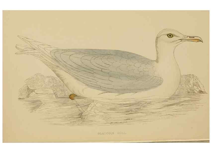 Reproducción/Reproduction 49678921923: A history of British birds.. London,Groombridge and Sons,[1862?-1867?]. 