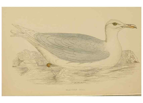 Reproducción/Reproduction 49678921923: A history of British birds.. London,Groombridge and Sons,[1862?-1867?]. 